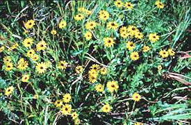 Flowering plants in Iowa wetland