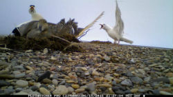 Web cam image of common eider and glaucous gull