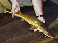 Alabama sturgeon. Credit: USFWS.