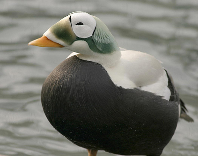 Threatened spectacled eider male (Somateria fischeri), Alaska SeaLife Center Seward, Alaska. 