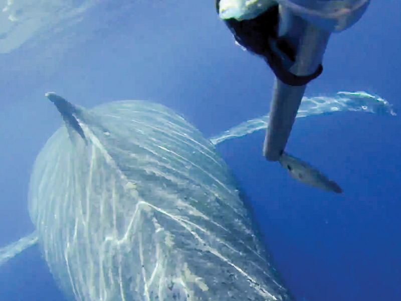 whale about to be disentangled