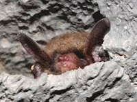 brown bat. Credit: USFWS
