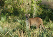 Conservation banks, like the Florida Panther Conservation Bank, are properties conserved and managed in perpetuity for specified species and/or habitats. Credit: Ben Alderman, Florida Panther Conservation, LLC