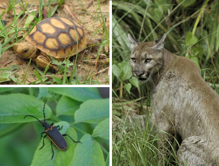 Photos of (top left): Gopher Tortoise (juvenile), Valley Elderberry Longhorn Beetle (female) and Florida Panther  