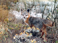 Channel Island fox surrounded by vegetation. Credit: NPS