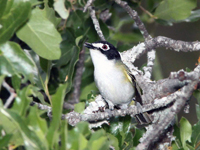 black-capped vireo. Alan Schmierer/Creative Commons