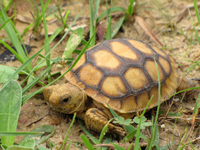 Gopher tortoise. Credit: Randy Browning/USFWS