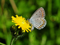 Karner blue butterfly. Credit: Joel Trick/USFWS