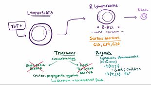 File:Acute leukemia.webm