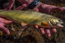 Gila Trout