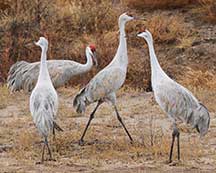 Sandhill cranes at Bosque del Apache NWR