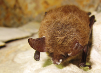 Northern long-eared bat with white-nose syndrome.