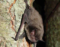 Indiana bat