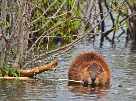 American beaver on a Jordan River wetland pond.
Photo credit: Karri Smith, Jordan River Migratory Bird Reserve