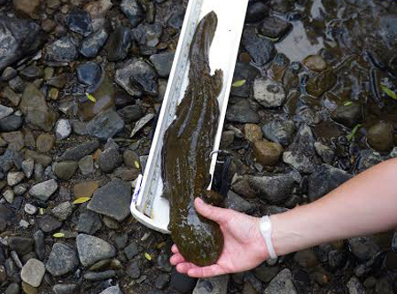 Young eastern hellbender. Lori Pruitt/USFWS