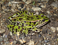 Leopard frog.