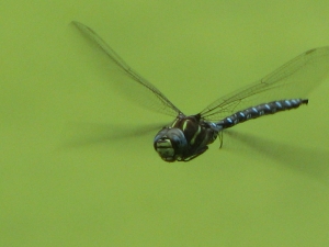 Dragonfly  at Nisqually National Wildlife Refuge, WA