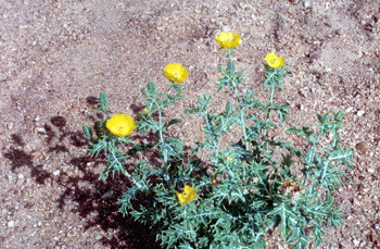 Argemone L pricklypoppy