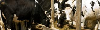 Cattle eating at a trough