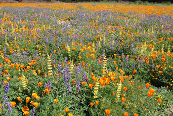 Pollinator meadow at the Lockeford Plant Materials Center in April