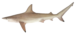 Atlantic Blacktip Shark