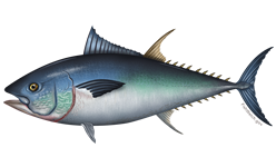 Atlantic Blue Fin Tuna