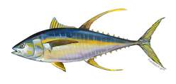 Atlantic Yellow Fin Tuna