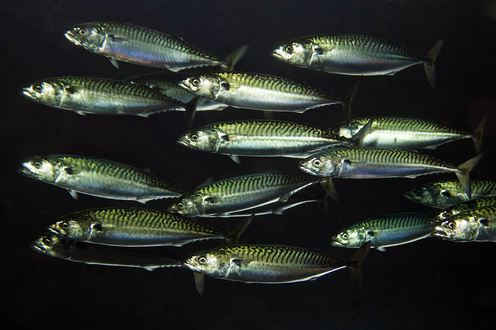 19-mackerel-OCEAN2012-Magnus-Lundgren-WWE-web.jpg