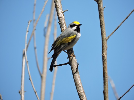 The golden-winged warbler breeds in the Great Lakes region and the Appalachian Mountains. Photo: DJ McNeil