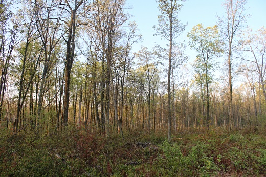 Golden-winged warblers depend on early successional habitats for breeding. Photo: Justin Fritscher, NRCS.