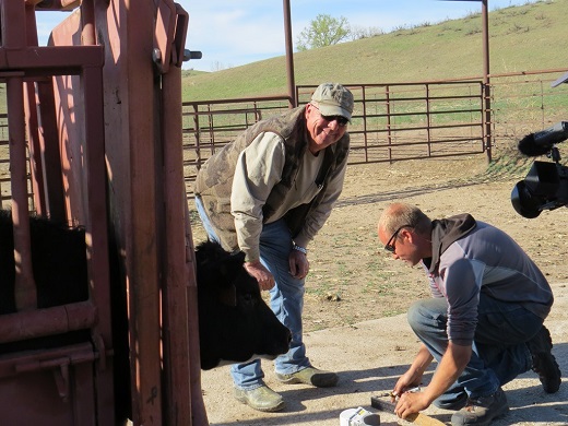 Ed Koger (standing) and researcher Jonathan Lautenbach prepare to radio-collar a heifer as part of a study of how cattle and prairie chickens use recently burned grasslands.