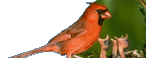 Northern Cardinal