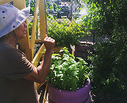 Cynthia Toro, resident of Israel and Bitumul, at the Community Garden 