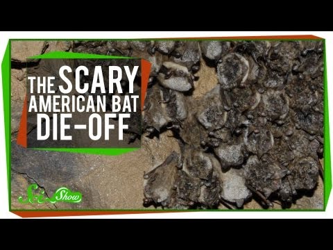 The Scary American Bat Die-Off