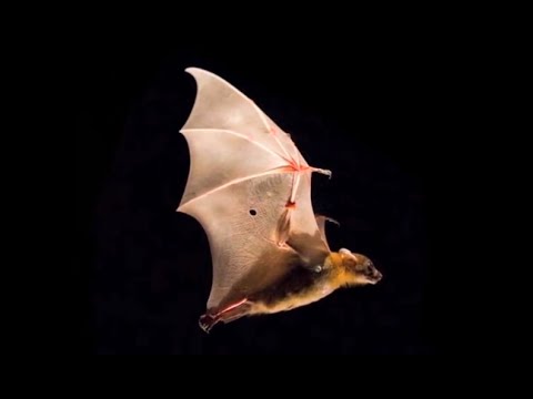 Science Nation - Batty for Bats