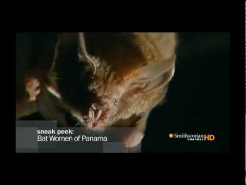 Bat Women of Panama