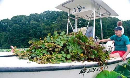 Water chestnut is an invasive plant that was first spotted in the region in 1923. Volunteer work to remove the floating plant by hand has been integral in keeping populations in check on Maryland’s Bird and Sassafrass rivers.