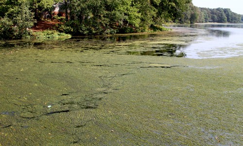 Nutrient pollution fuels the growth of harmful algae blooms that block sunlight from reaching underwater grasses and lead to 