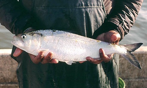American shad once supported the most valuable finfish fishery in the Chesapeake Bay. Today, commercial and recreational shad harvest is closed across most of the region. (Jim Cummins/Interstate Commission on the Potomac River Basin)