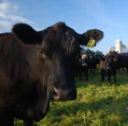 Beef Cattle Close Up