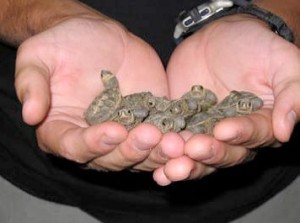 Diamondback Terrapin hatchlings rescued along the Mass. coastline by volunteers. Photo: Barbara Brennessel