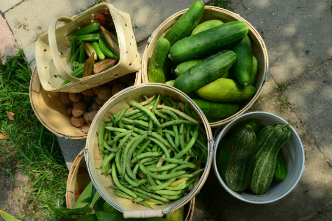 bushel of cucumbers, green beans and zucchini