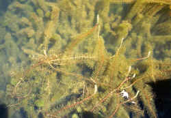 Milfoil_in_Flower_small