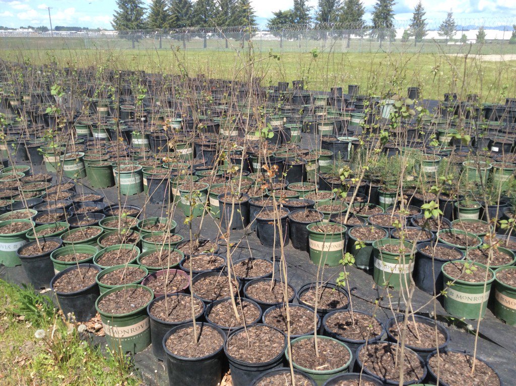 The Lands Council's Greensleeves program provides environmental education and green jobs training to offenders who also help care for a native plant nursery on-site.