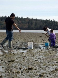 Lummi tribal members harvest clams in Portage Bay, Washington in 2011.