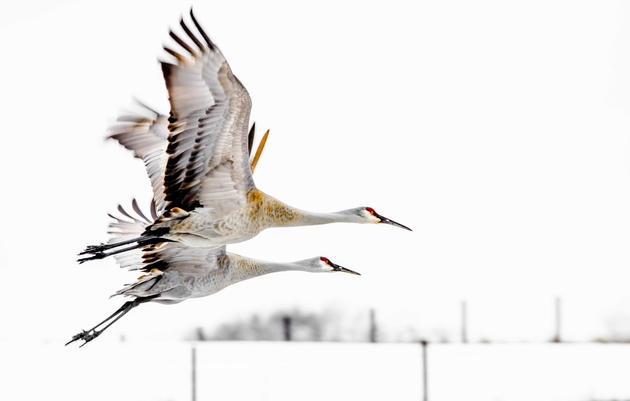 Annual Summaries of the Christmas Bird Count, 1901-Present  