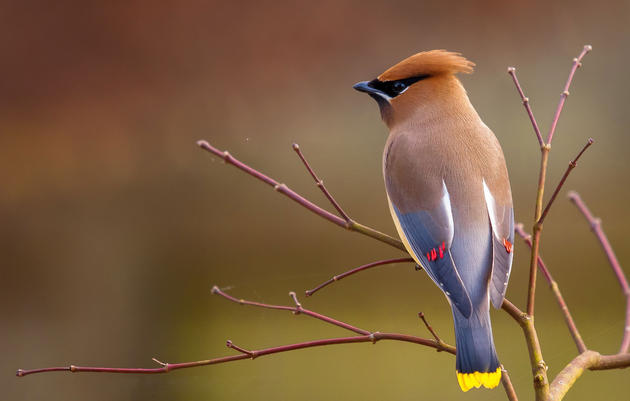 Summary of the 116th Christmas Bird Count, 2015-2016