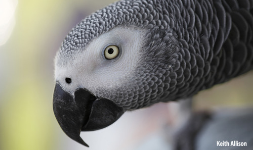 Strongest CITES Protections Signal Hopeful Future for African Grey Parrots  FOR IMMEDIATE RELEASE
Media Contact:
Johannesburg, South Africa:
Danielle Kessler (Danielle_Kessler@fws.gov; +1 571-228-1803)
USA:
Laury Parramore (Laury_Parramore@fws.gov;...