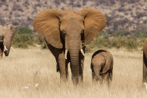 CITES Members Urged to Close Domestic Ivory Markets FOR IMMEDIATE RELEASE:
Media Contact:
Johannesburg, South Africa:
Danielle Kessler (Danielle_Kessler@fws.gov; +1 571-228-1803)
USA:
Laury Parramore (Laury_Parramore@fws.gov;...