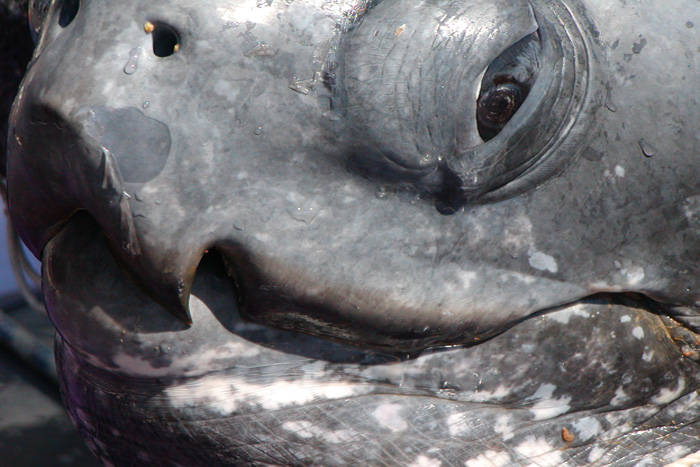 Close up photo of leatherback sea turtle.